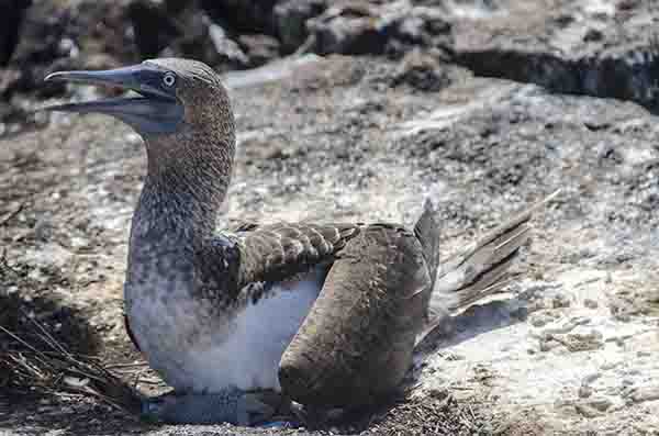 Piquero de Patas Azules - isla Isabela - islas Galápagos - Ecuador 1.jpg